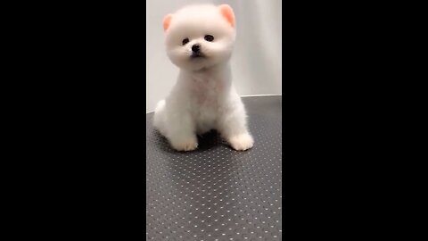Cutie 🐶