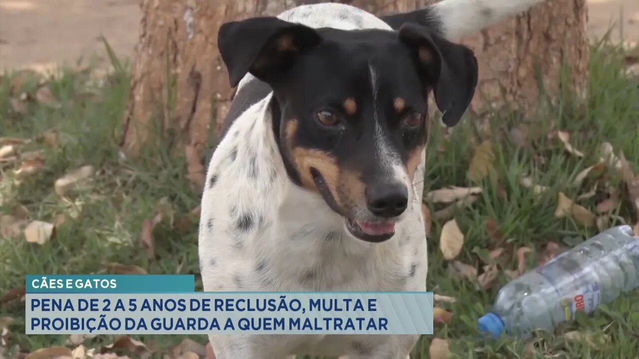 Cães e Gatos: Pena de 2 a 5 Anos de Reclusão, Multa e Proibição da Guarda a quem Maltratar.