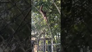 A gibbon swinging it’s way around