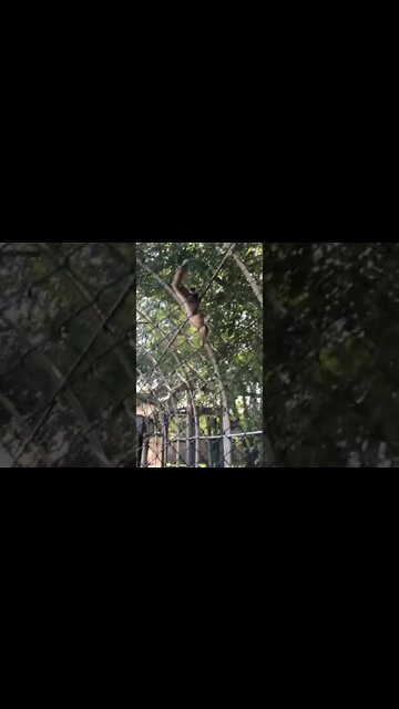 A gibbon swinging it’s way around