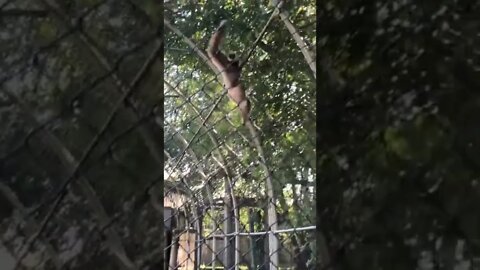 A gibbon swinging it’s way around