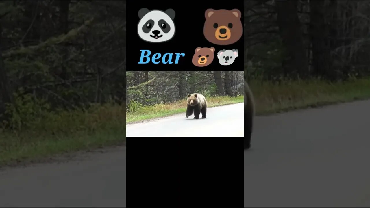 wild Bear 2022🧸🐨#shorts #youtubeshorts #shortvideo