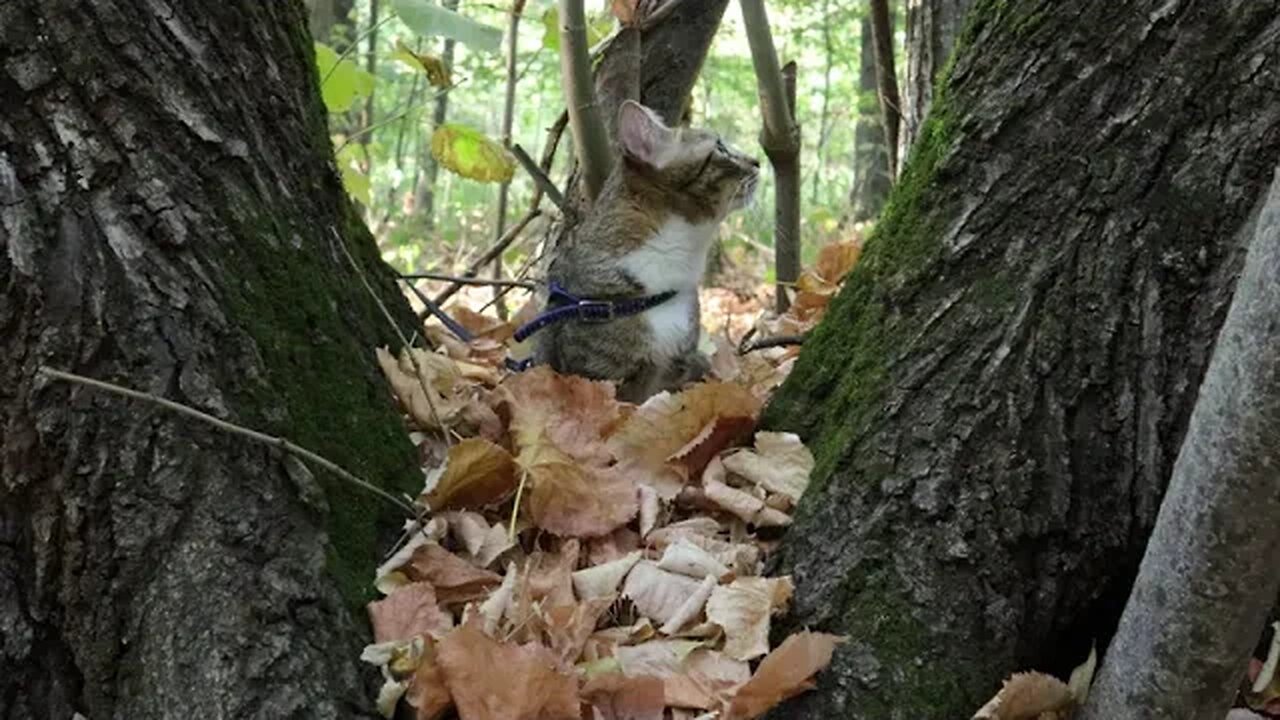 Cat Found a Comfy Place in the Soft Leaves