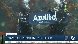 Birch names new penguin
