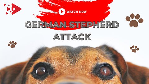 German stepherd trown into a pack of dogs!!