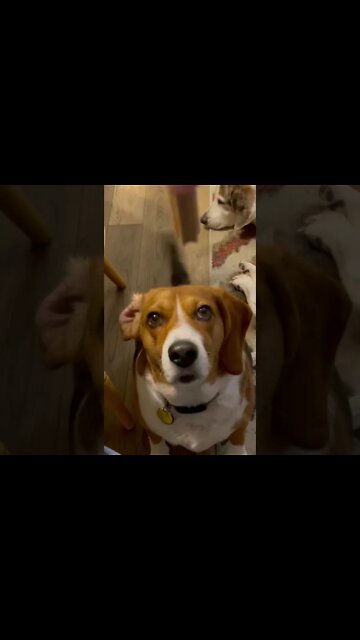 Hi Doggie! My Dogs TOMMY WISEAU of THE ROOM Edit