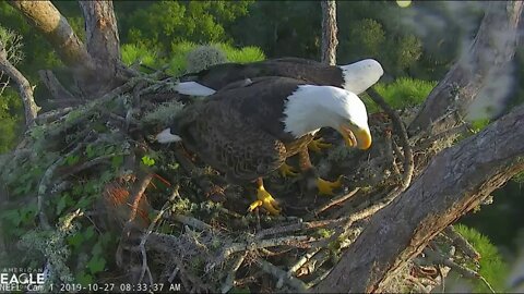 Samson and Gabby start the morning with bonding, then move on to the Game of Sticks. 10-27-19