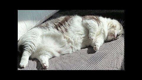 😻😹 Hilarious Cat Antics: Compilation №17