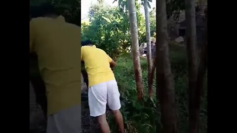 Garden & Clearing.(5)