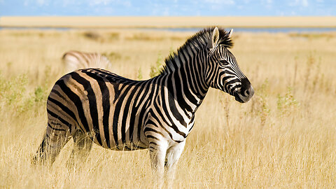 Amazing Wild Animal Encounters _ Angry Wild Animals _ Wild Animal Behavior _ Scary Animal Encounters