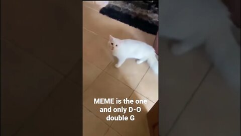 MEME is the one and only D-O double G 🤣🦧 #shorts #trending #pussycat #white