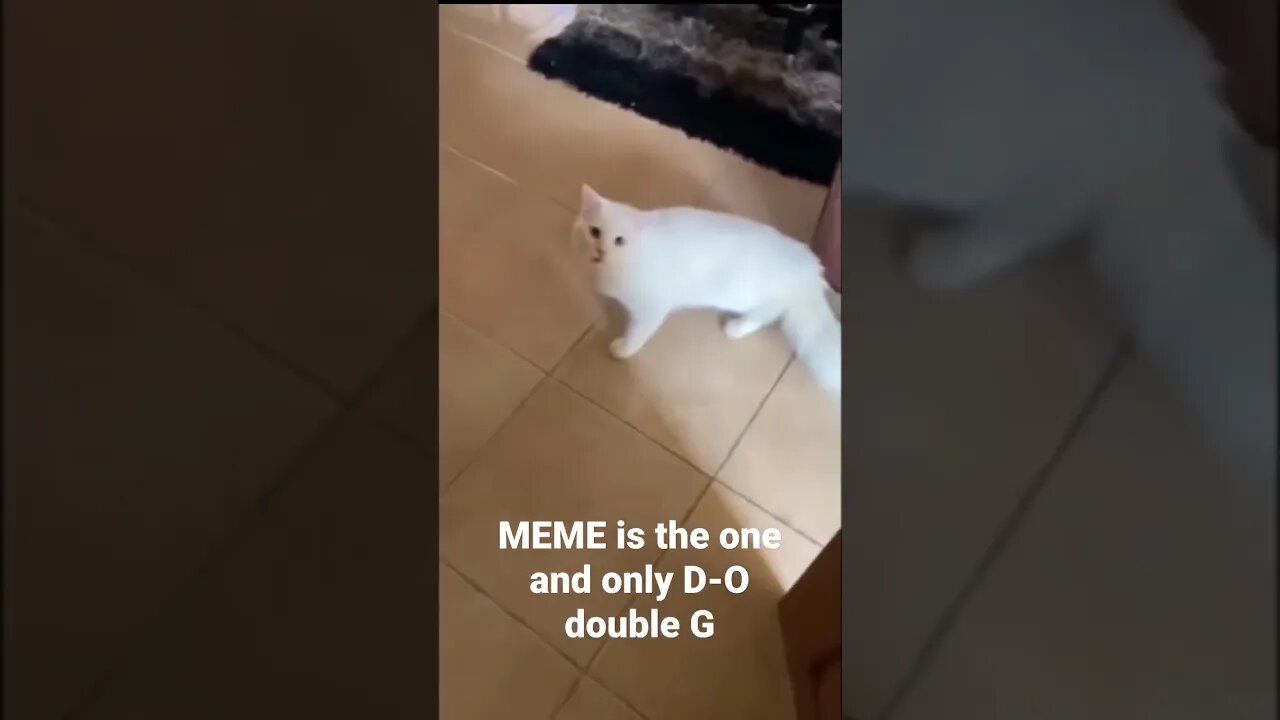 MEME is the one and only D-O double G 🤣🦧 #shorts #trending #pussycat #white