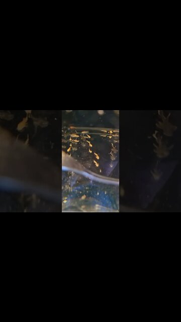 New mixed tank of Baby Bristlenose fry 😍