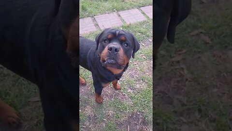 What you talkin' 'bout, Willis? #rottweilerworld , #rottweiler, #dog #short