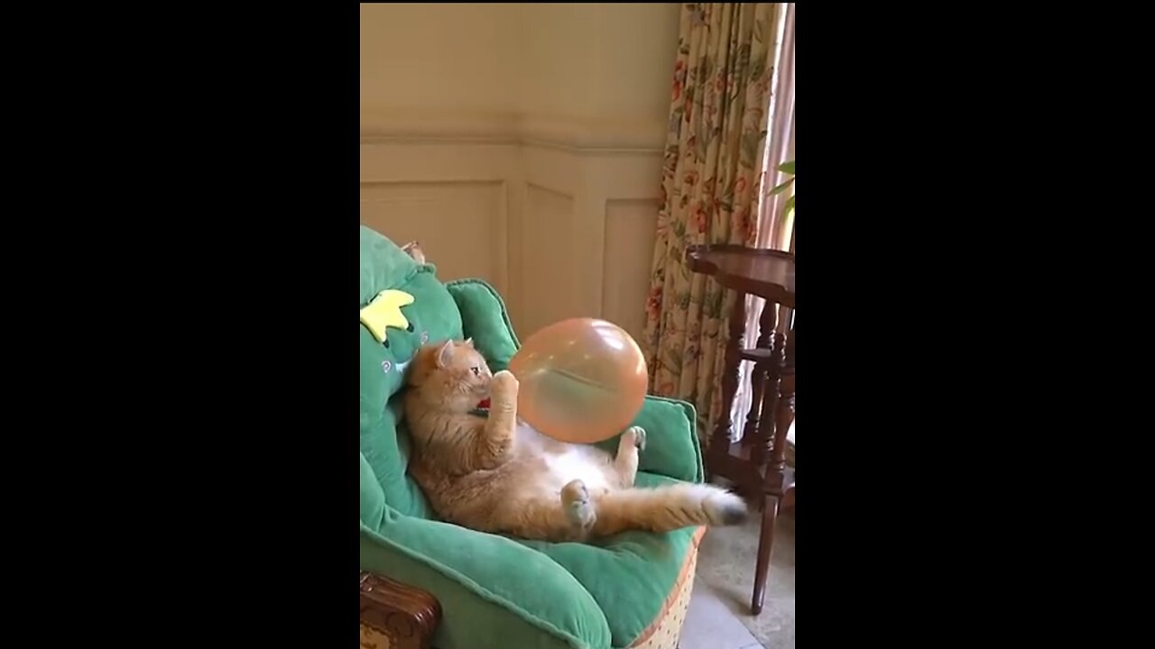 Funny Cat