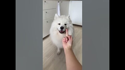 My Dog Has a Pure Heart