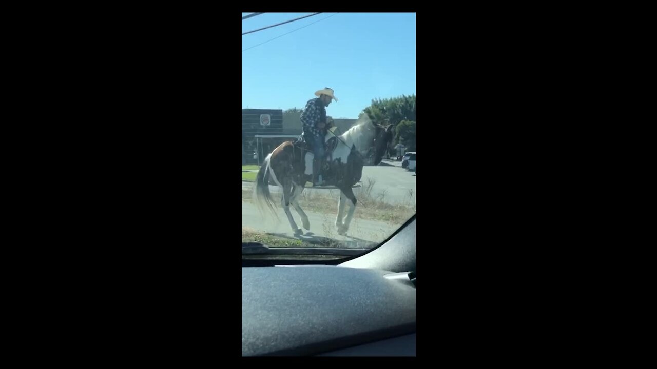 Dancing horse has the hooves with the moves