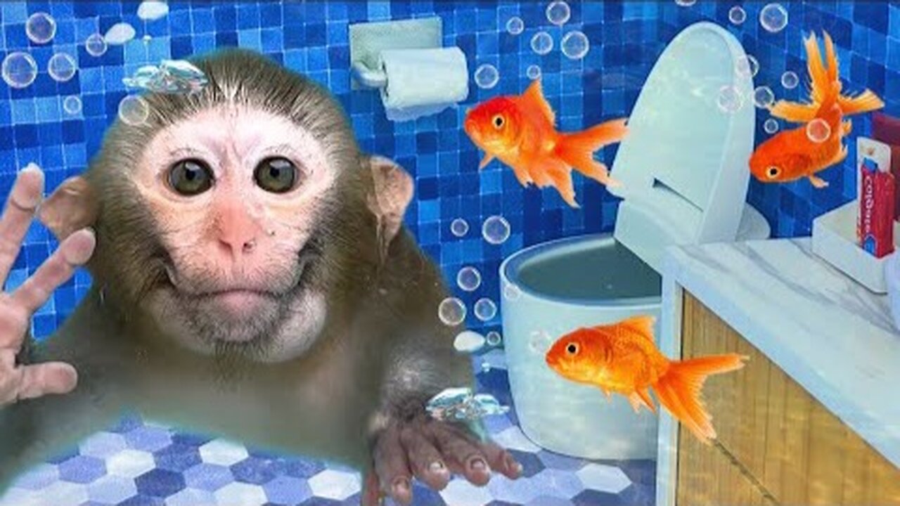 Baby monkey Bon bon forget to turn off the water in the toilet and eat with ducklings at the pool