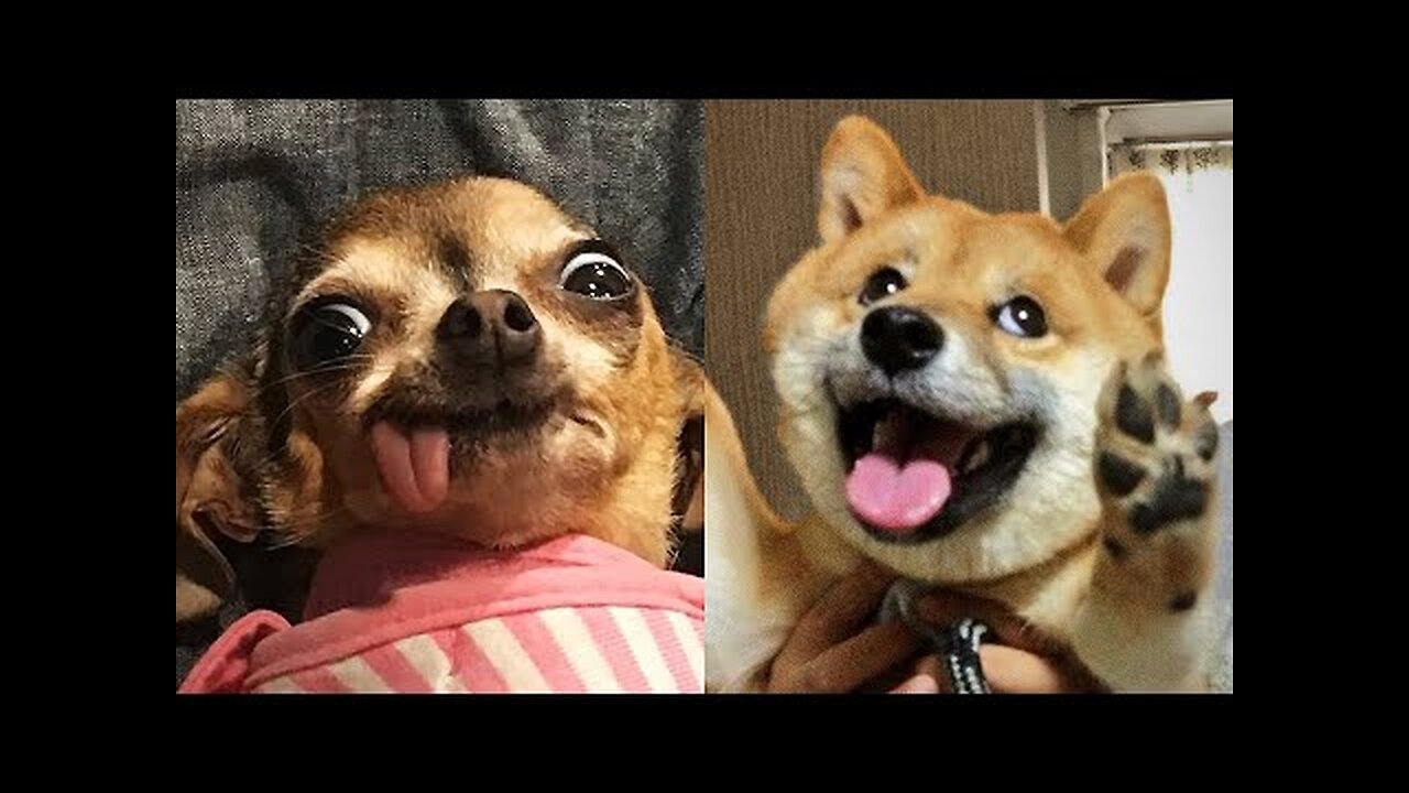 Funny Animals 😂 - Try Not To Laugh 😺😍 #2