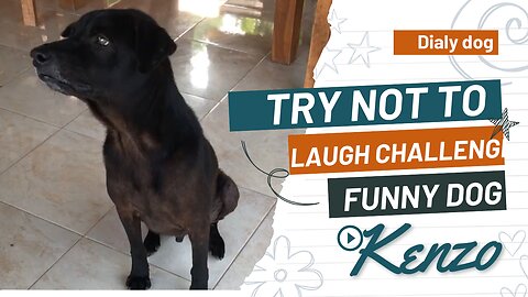 Try Not To Laugh Challenge - Funny Dog