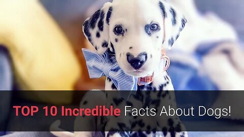 🐕 Dog Facts You Didn't Know - TOP 10 Incredible Facts About Dogs!