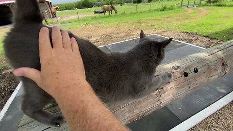 Horses Eating Together & Getting A Treat - Catching Up On Projects