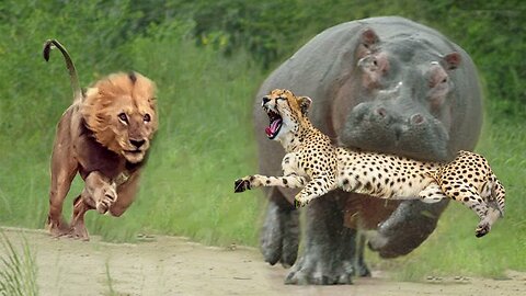 Lion Attack Hippo to Free Cheetah - Big Battle of Leopard vs Python