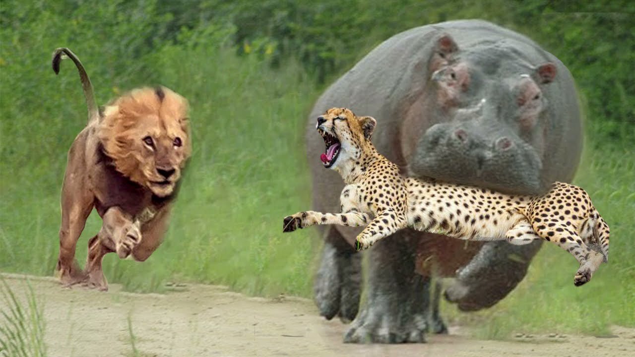 Lion Attack Hippo to Free Cheetah - Big Battle of Leopard vs Python