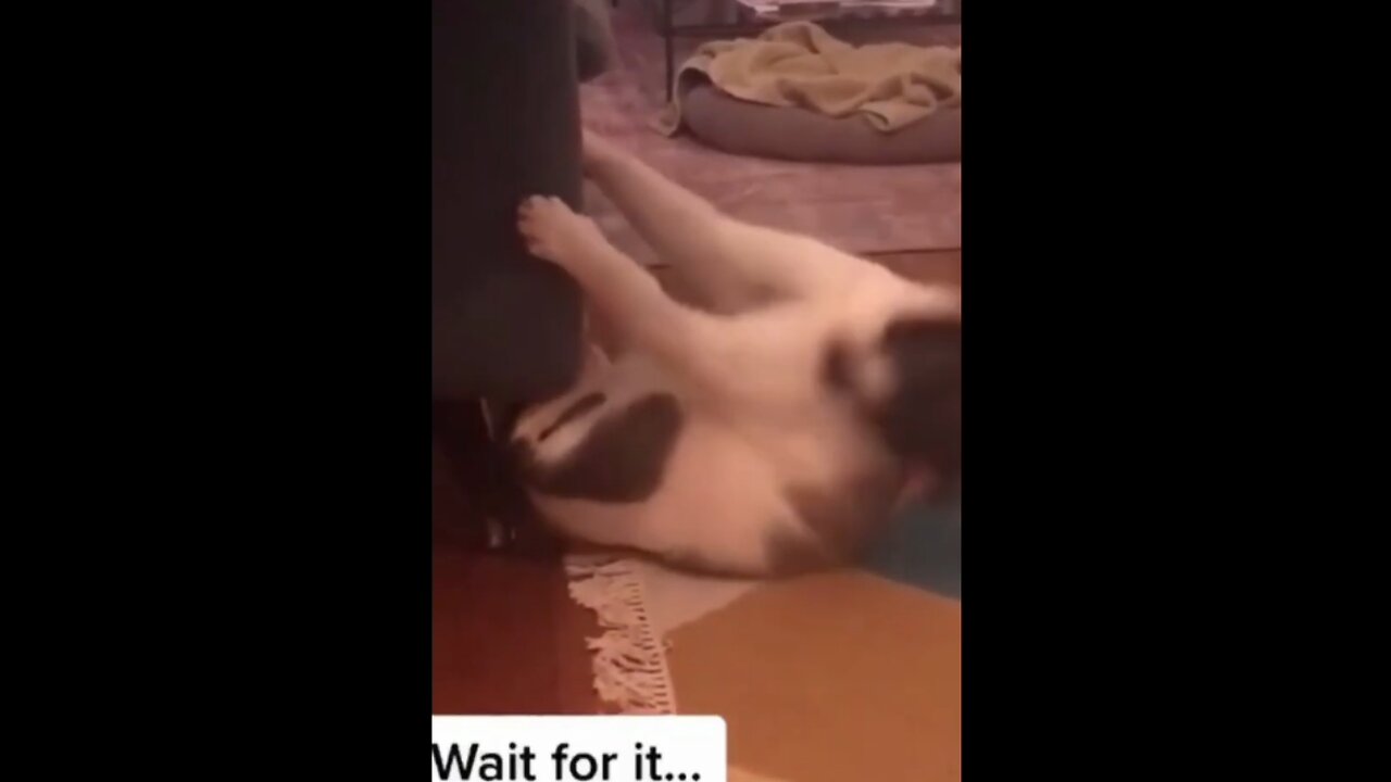 Cute funny cat playing