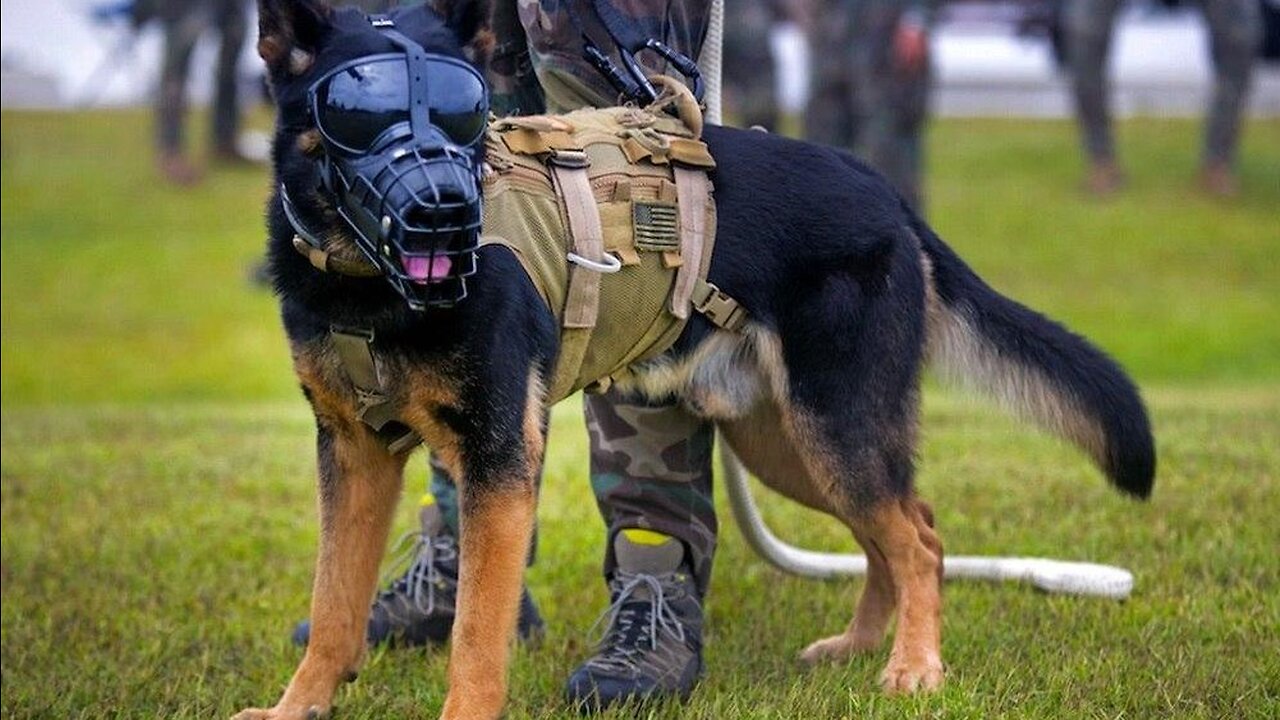 Army dogs