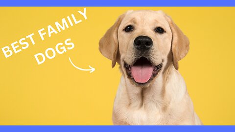 TOP 5 DOG BREEDS FOR FAMILIES