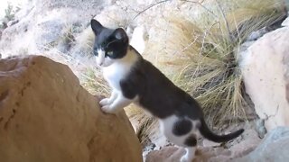 Our Cats #81 #shorts - Cats Explore New Cliffs (Part 3)