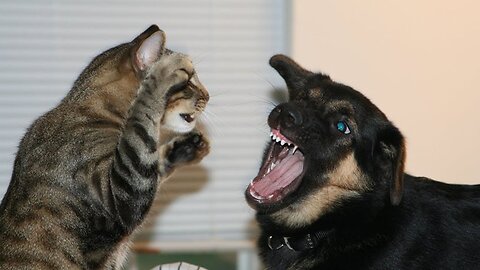 Cats and dogs Funny video-- WHO WILL WIN?