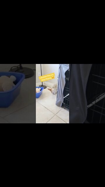 1Min Animal World #dogs #cats #pet