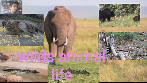 Wilds animal life