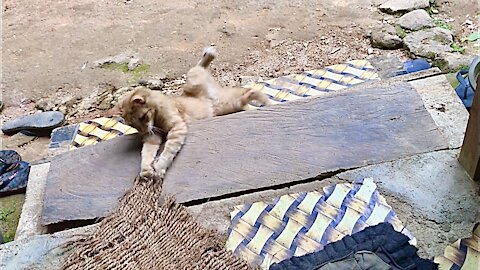 Cute and home garden Cats🐱😁