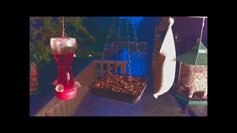 Live Bird Feeder in Asheville NC. In the mountains. Aug. 17 2021