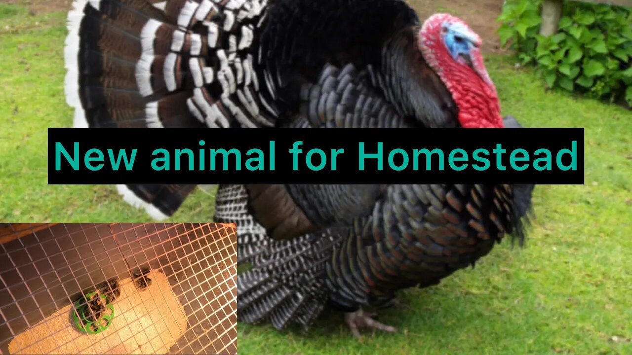 Getting all my work done and got a new animal for the Homestead