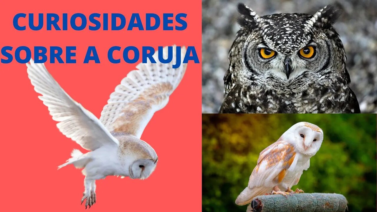 05 Curiosidades Sobre a Coruja