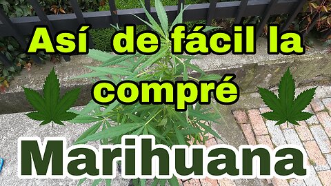 Recreational cannabis. How easy is it to buy in Colombia? I medicenjhos I #420 I