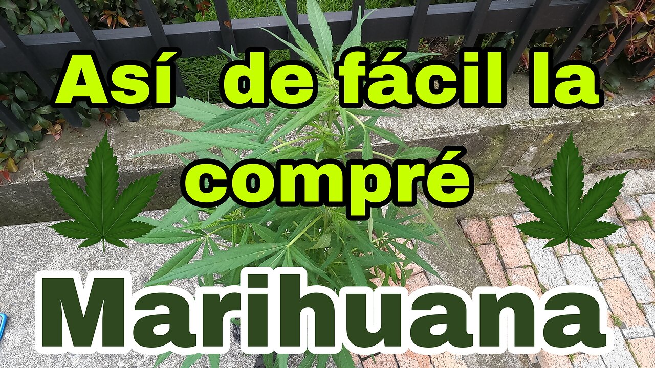 Recreational cannabis. How easy is it to buy in Colombia? I medicenjhos I #420 I
