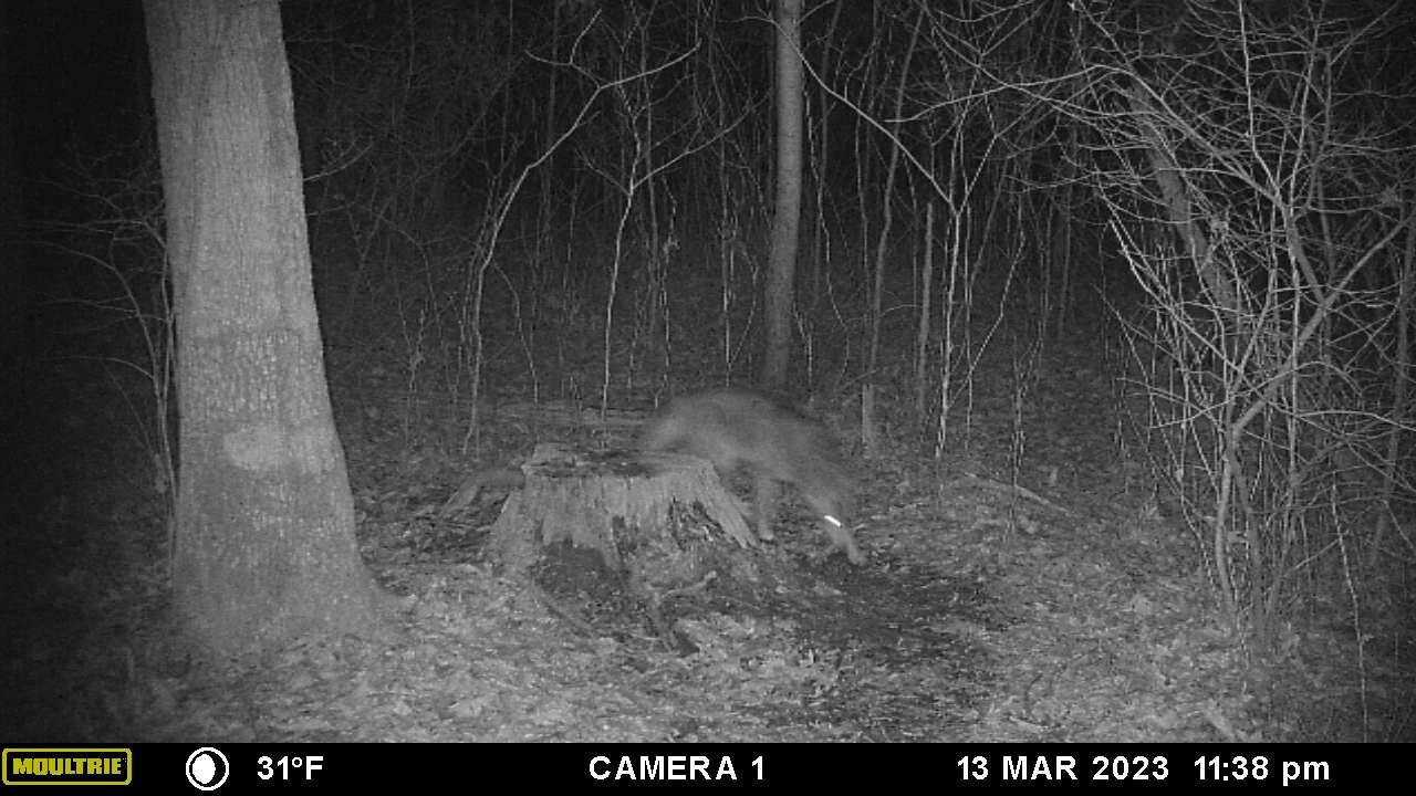 Ol’ Wiley coyote