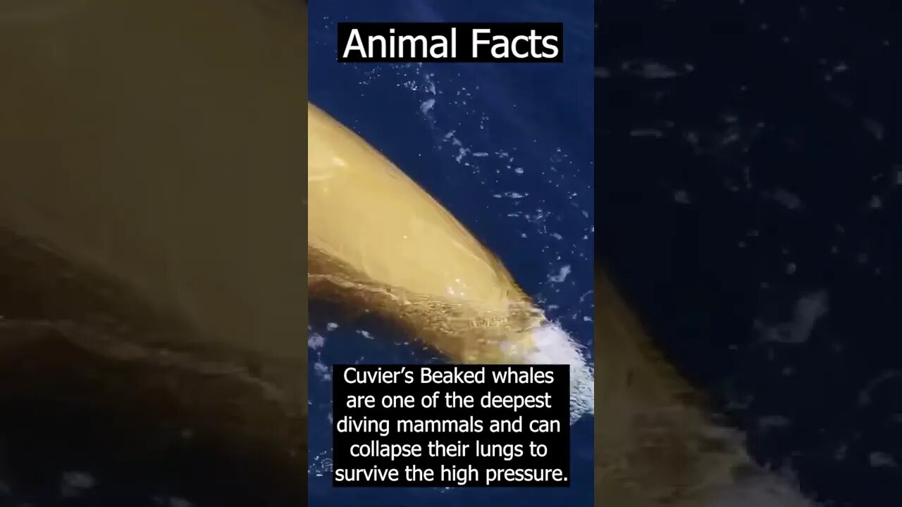 Best animal facts #shorts #facts