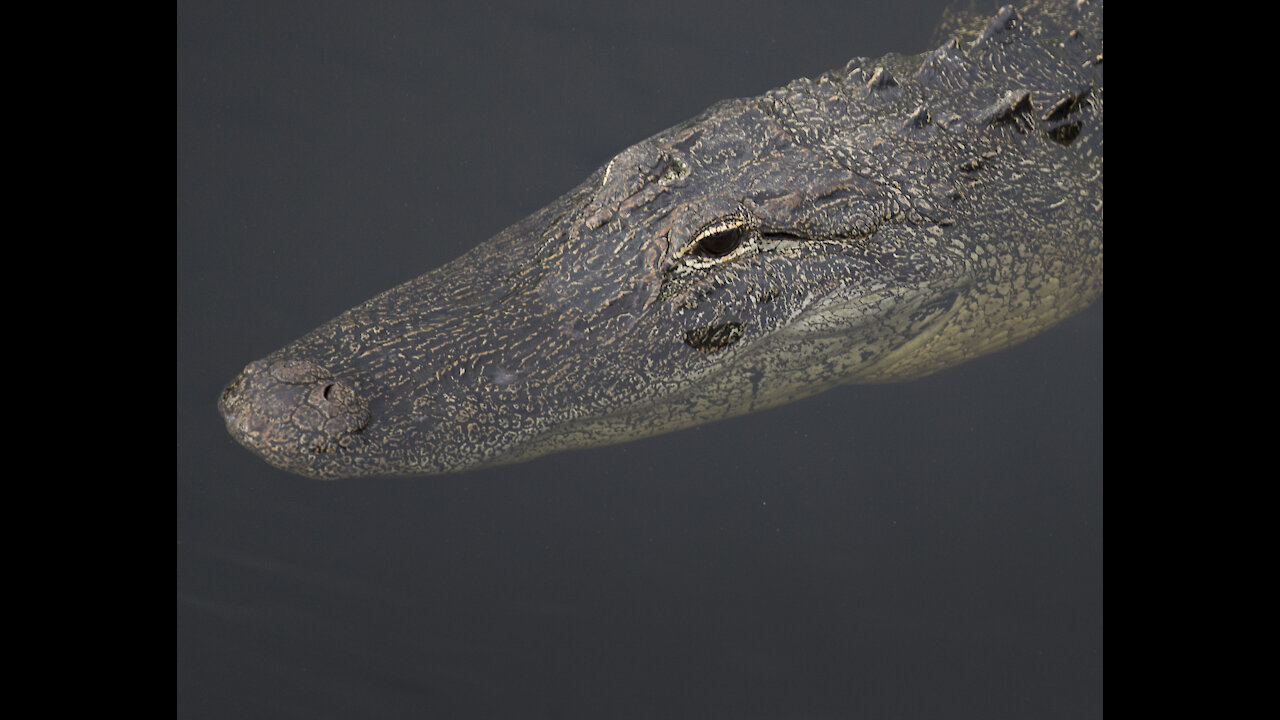 A Creature More Dangerous Than A Gator In The St. John's River