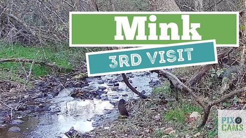 Mink - 3rd Visit!