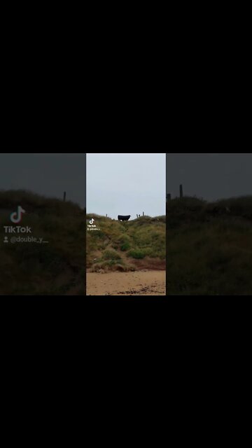 Cow on the beach 🐄 ⛱️ 🚶‍♂️ #morningwalk #walk #beach #ireland