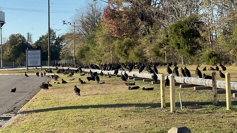 Buzzards take over Henrico Power