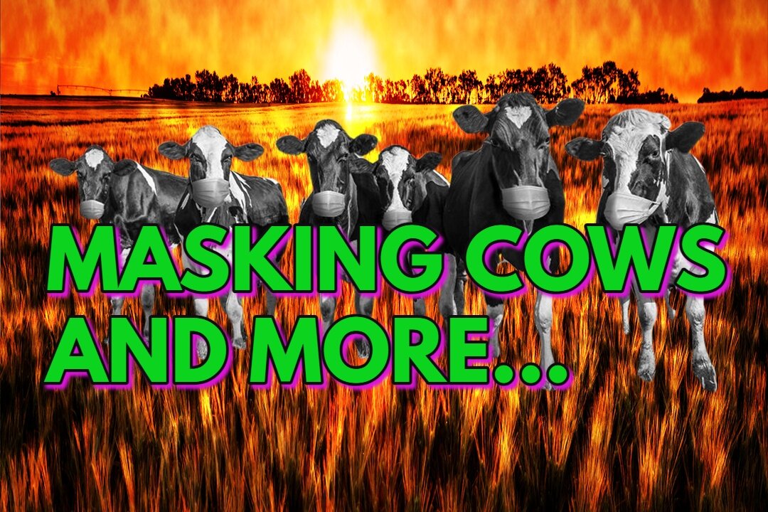 Masking Cows and More... Real News with Lucretia Hughes