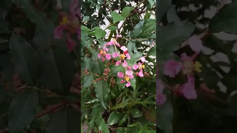 guess the plant