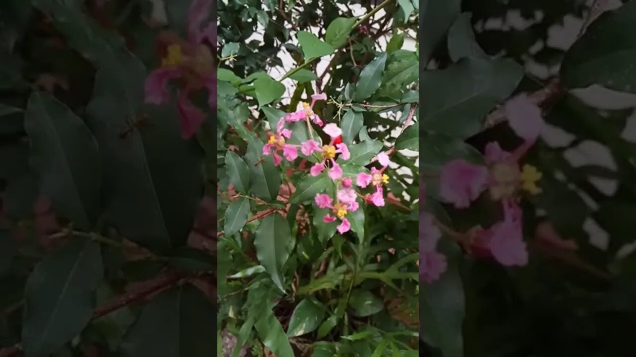 guess the plant